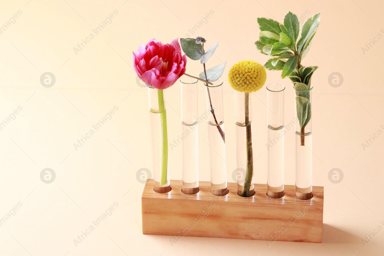 Photo of Test tubes with different plants in wooden stand on beige background. Space for text