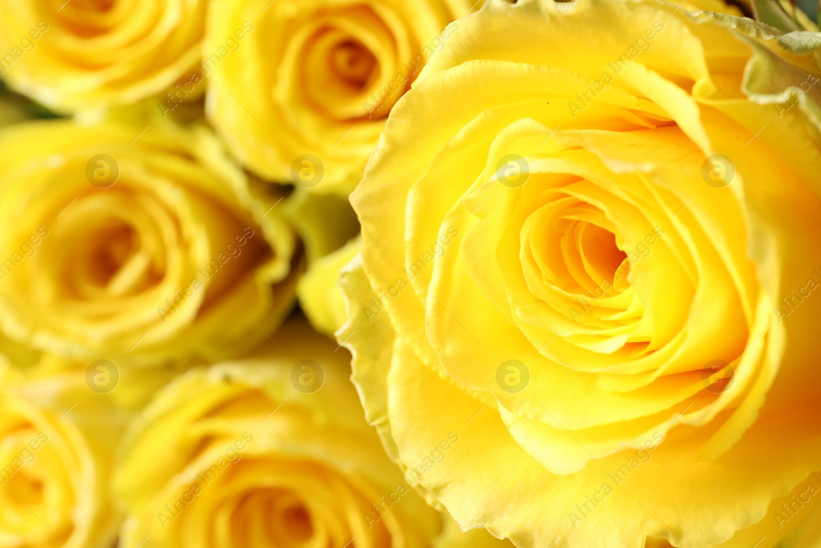 Photo of Beautiful bouquet of yellow roses, closeup. Space for text