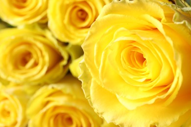 Beautiful bouquet of yellow roses, closeup. Space for text