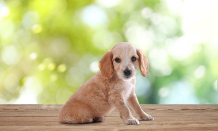 Image of Cute English Cocker Spaniel puppy on wooden surface outdoors, bokeh effect. Adorable pets