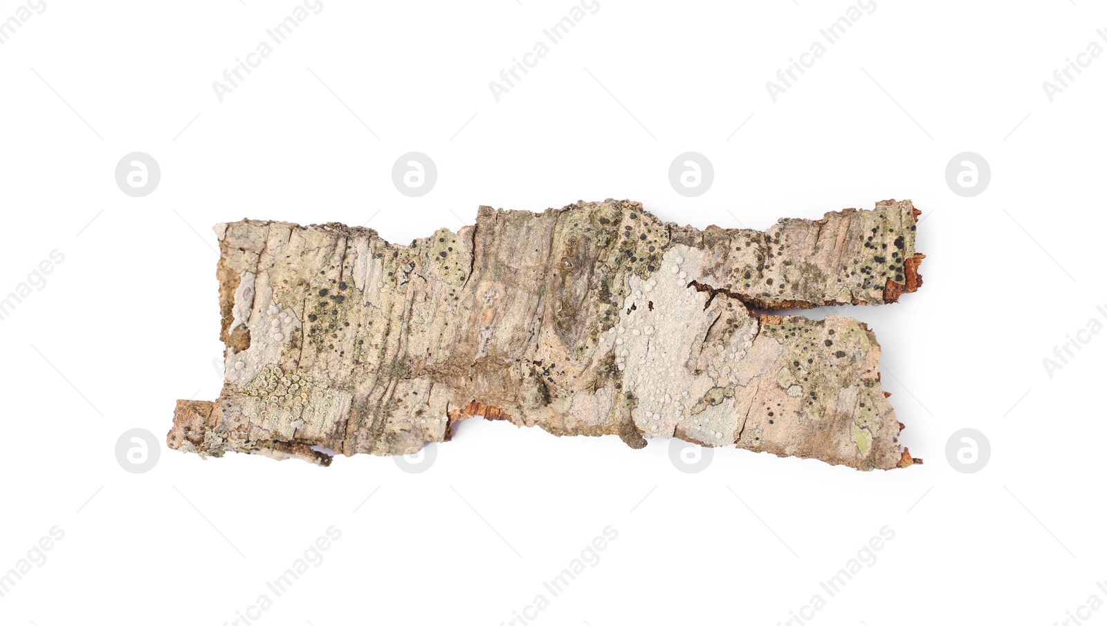 Photo of Tree bark piece isolated on white, top view