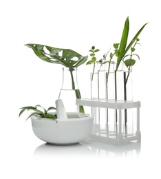 Photo of Lab glassware and mortar with plants isolated on white. Organic chemistry