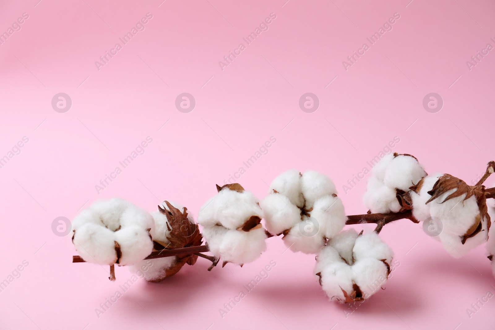 Photo of Branch of cotton plant on pink background. Space for text