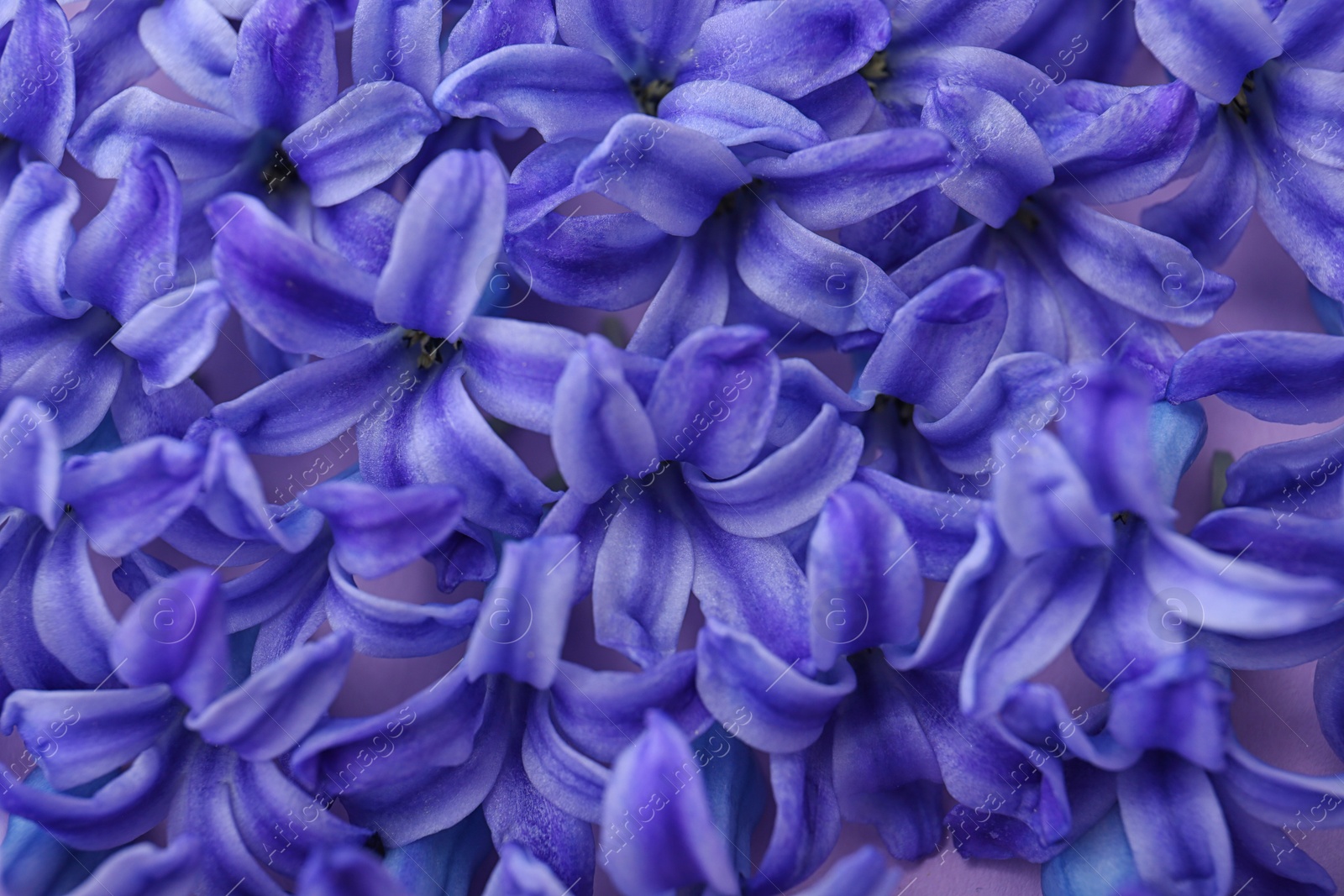 Photo of Blooming spring hyacinth flowers as background, closeup view