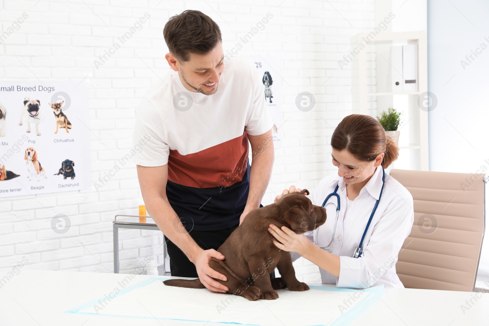 Photo of Man with his pet visiting veterinarian in clinic. Doc examining Labrador puppy