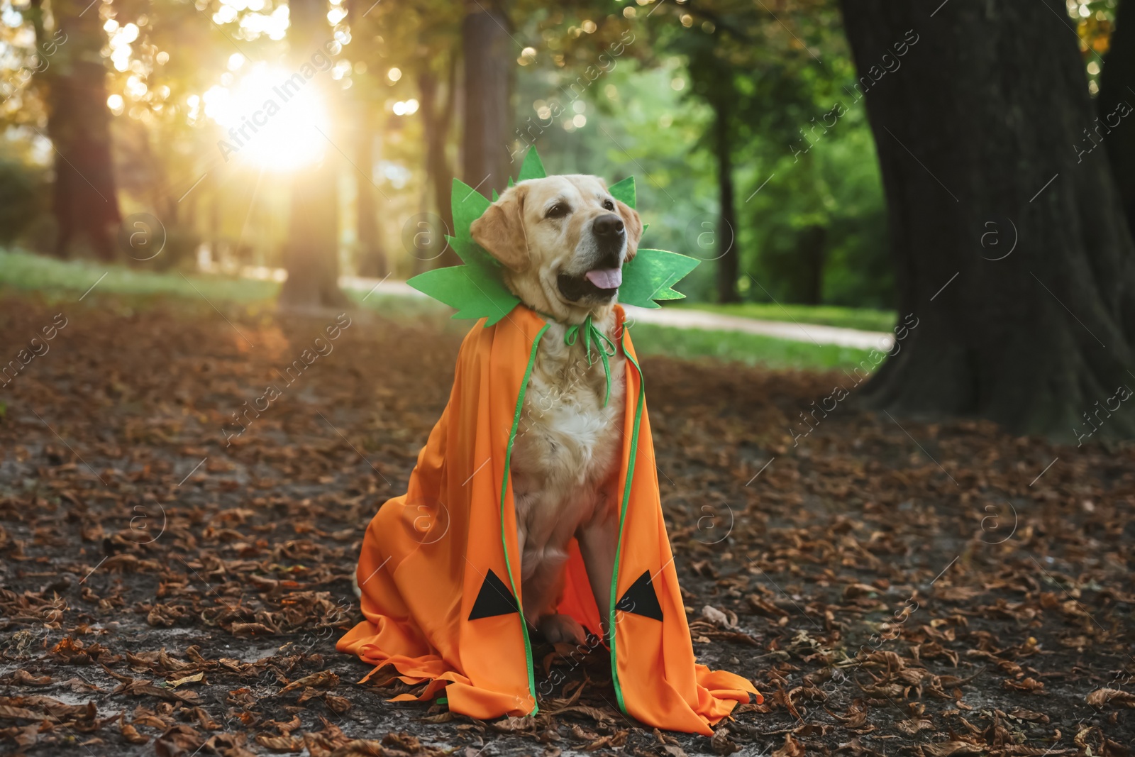 Photo of Cute Labrador Retriever dog wearing Halloween costume sitting in autumn park