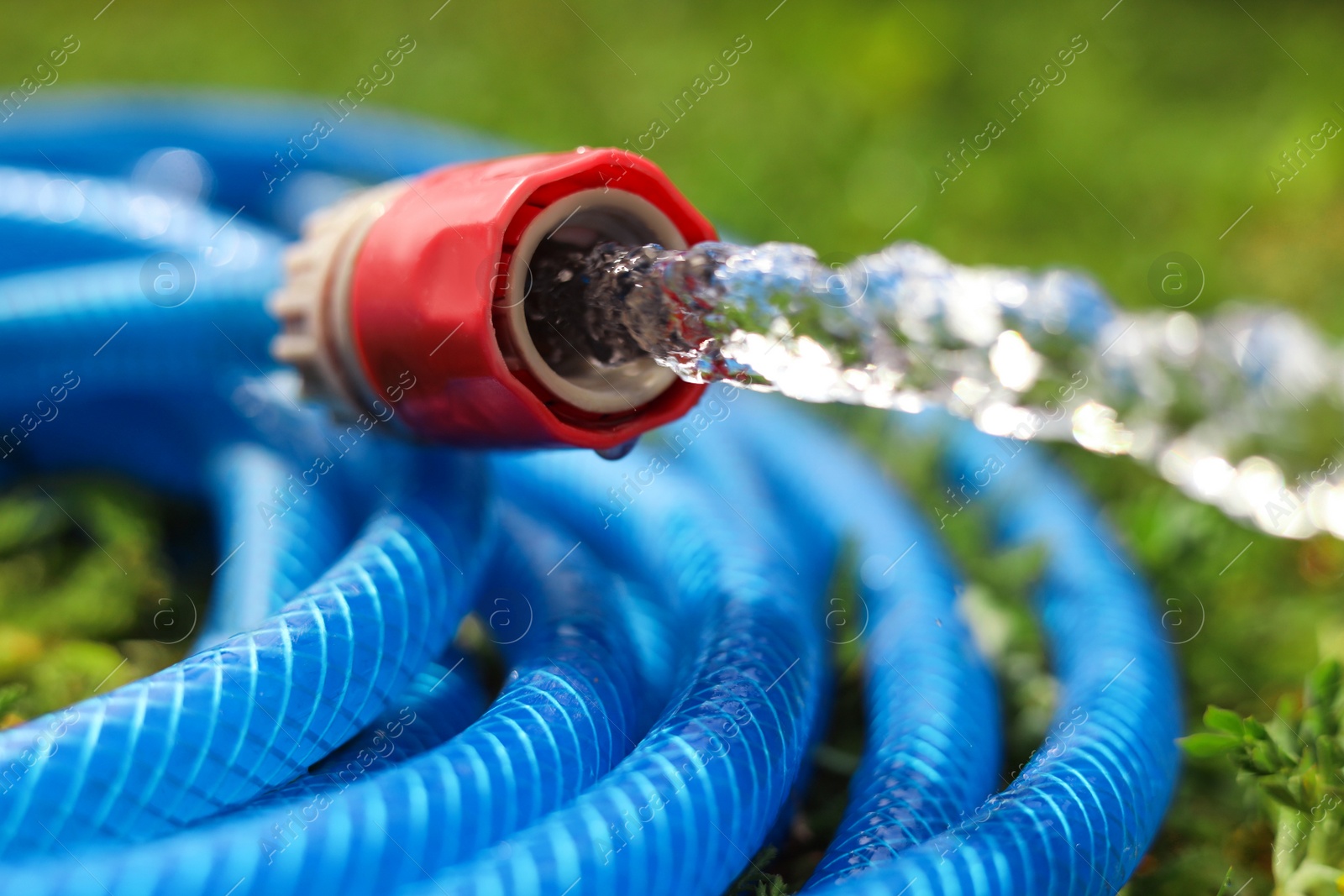 Photo of Water flowing from hose on green grass outdoors, closeup