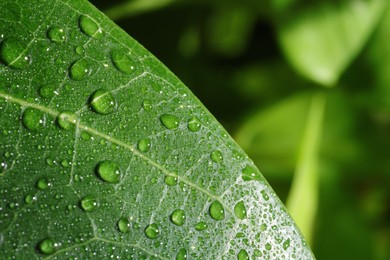 Macro photo of leaf with water drops on blurred green background. Space for text