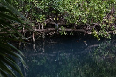 Photo of Picturesque view of beautiful lake in jungle