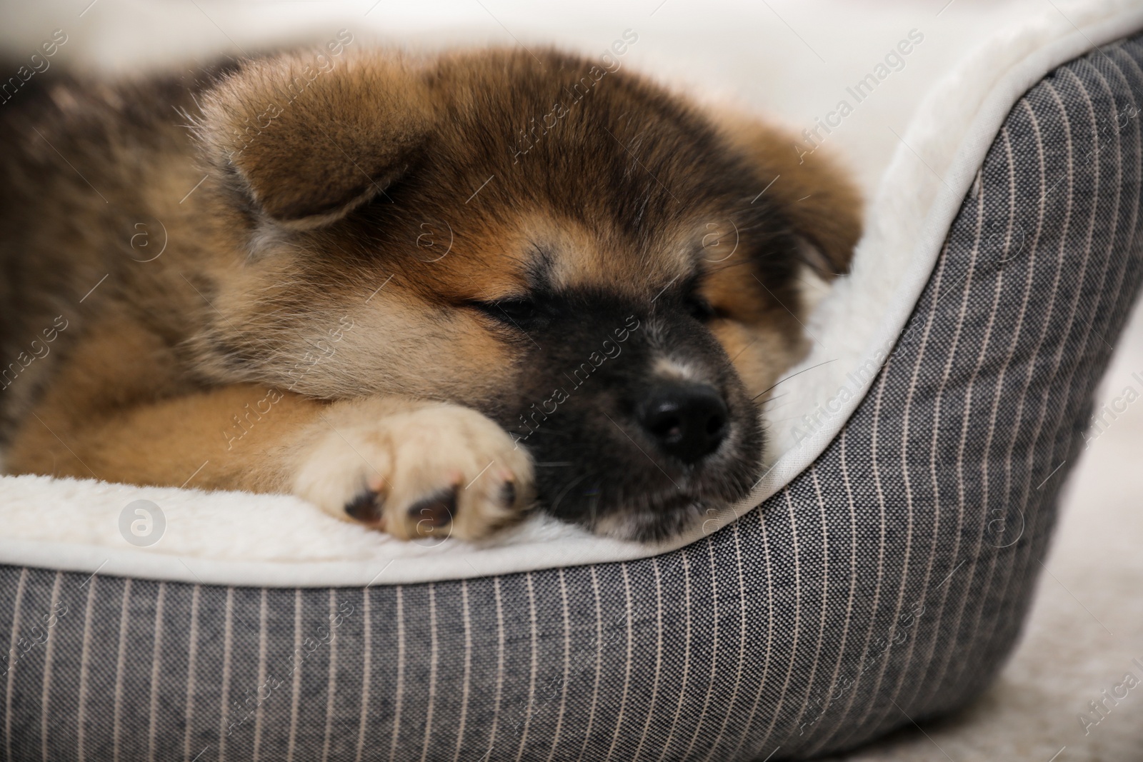 Photo of Adorable Akita Inu puppy in dog bed indoors, closeup