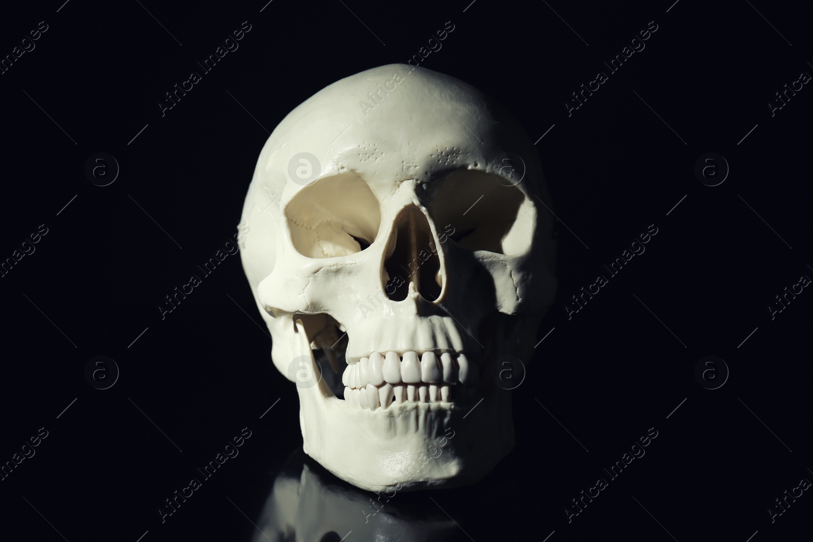 Photo of White human skull with teeth on black background