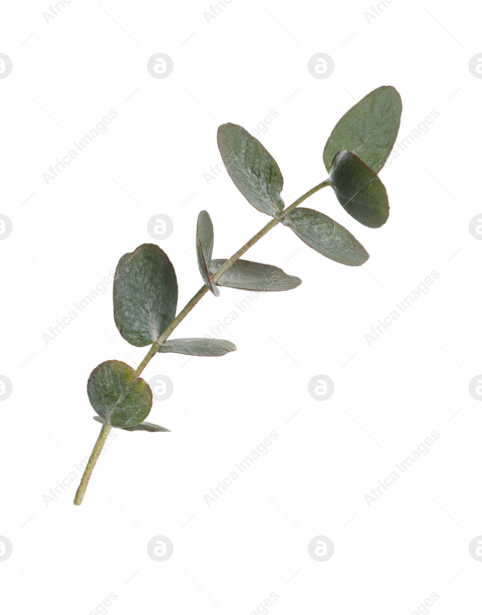 Photo of Eucalyptus branch with fresh leaves isolated on white