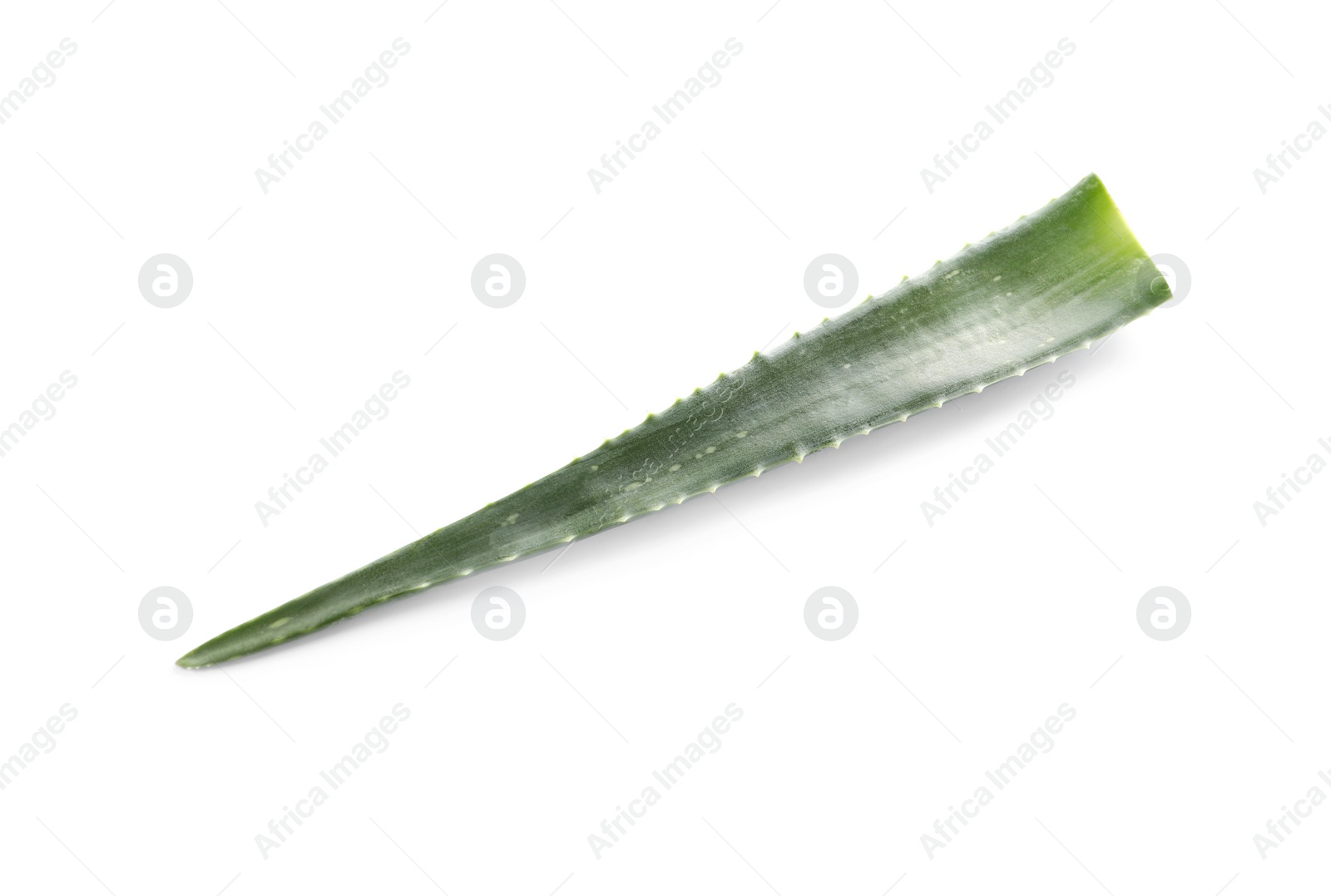 Photo of Green aloe vera leaf isolated on white, above view