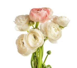 Photo of Beautiful ranunculus flowers on white background