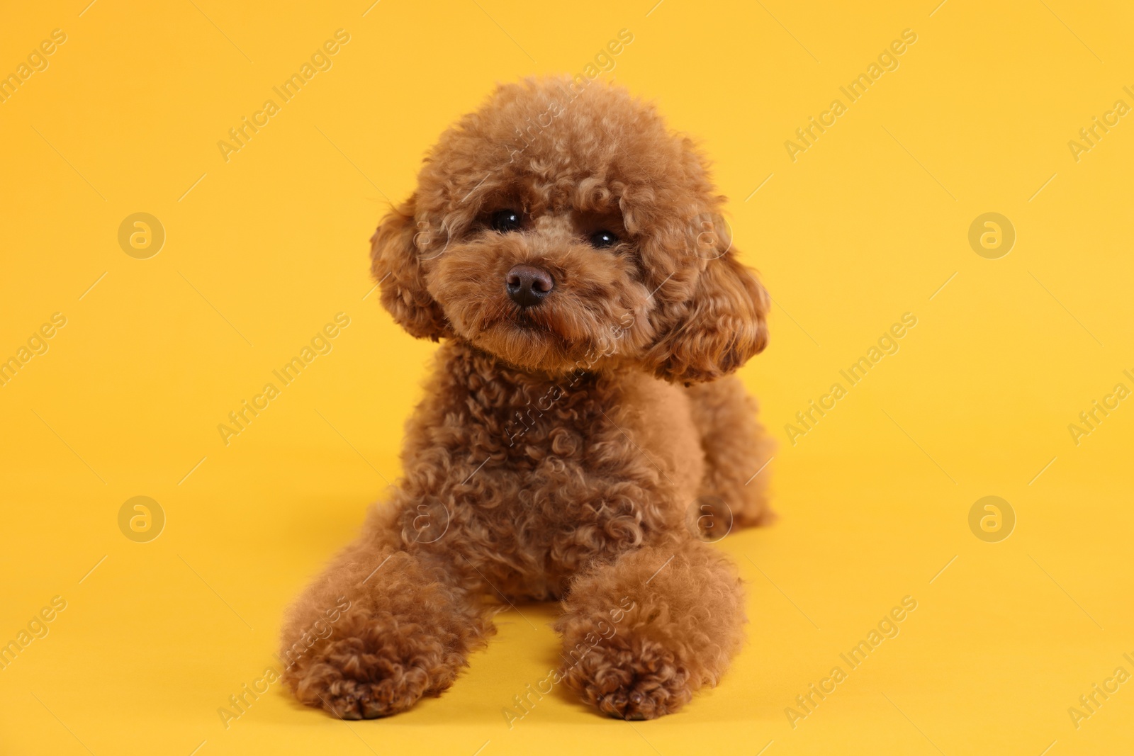 Photo of Cute Maltipoo dog on orange background. Lovely pet