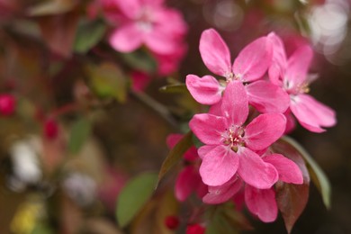 Photo of Closeup view of beautiful blossoming apple tree outdoors on spring day. Space for text