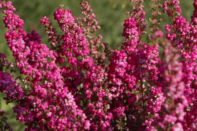 Photo of Heather shrub with beautiful blooming flowers outdoors on sunny day, closeup