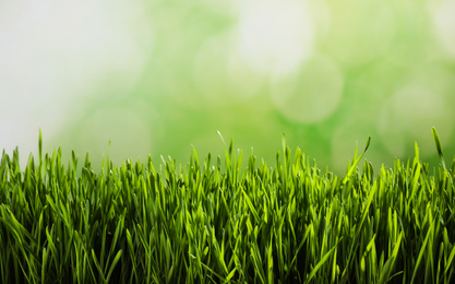 Photo of Fresh spring grass on blurred background, space for text