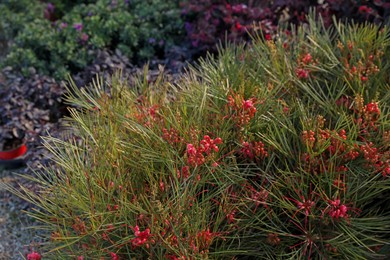 Photo of Beautiful blooming Johnson's spider flower outdoors, closeup