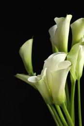 Beautiful calla lily flowers on black background, closeup