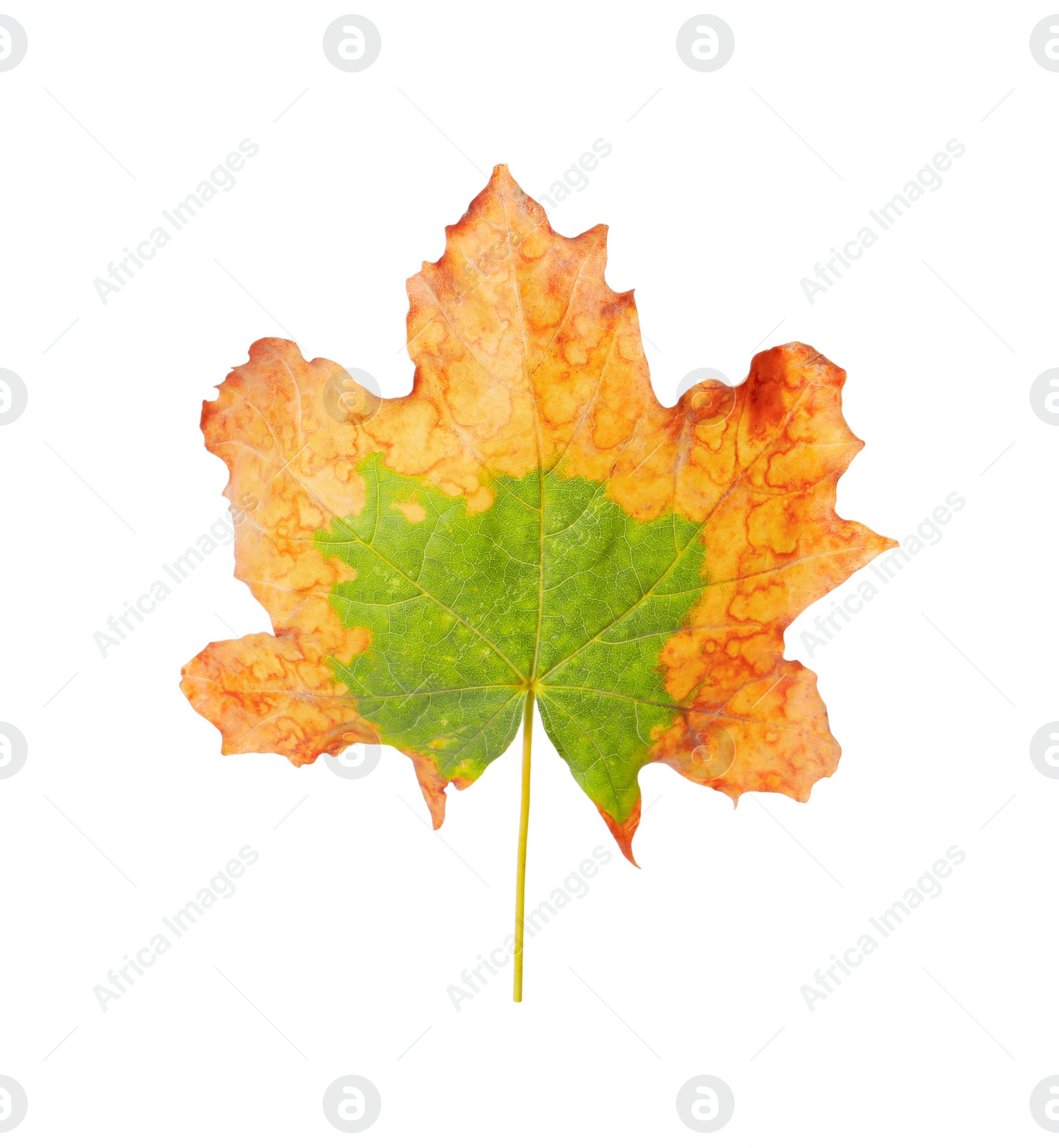 Photo of Beautiful leaf isolated on white. Autumn season