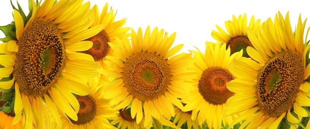 Image of Many bright sunflowers on white background. Banner design 