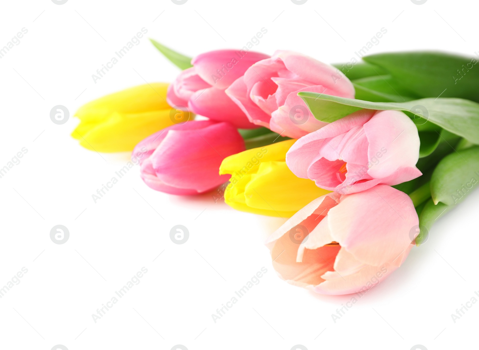 Photo of Beautiful spring tulips on white background. International Women's Day