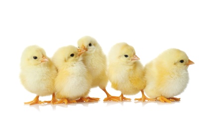 Cute fluffy baby chickens on white background. Farm animals