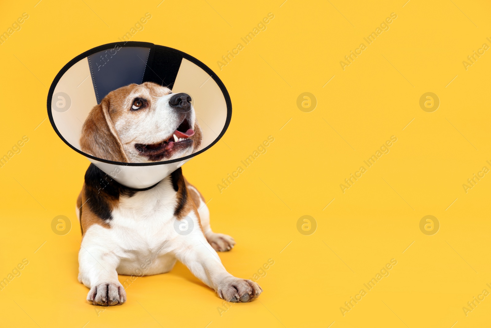 Photo of Adorable Beagle dog wearing medical plastic collar on orange background, space for text