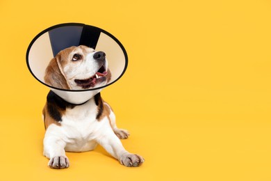 Photo of Adorable Beagle dog wearing medical plastic collar on orange background, space for text