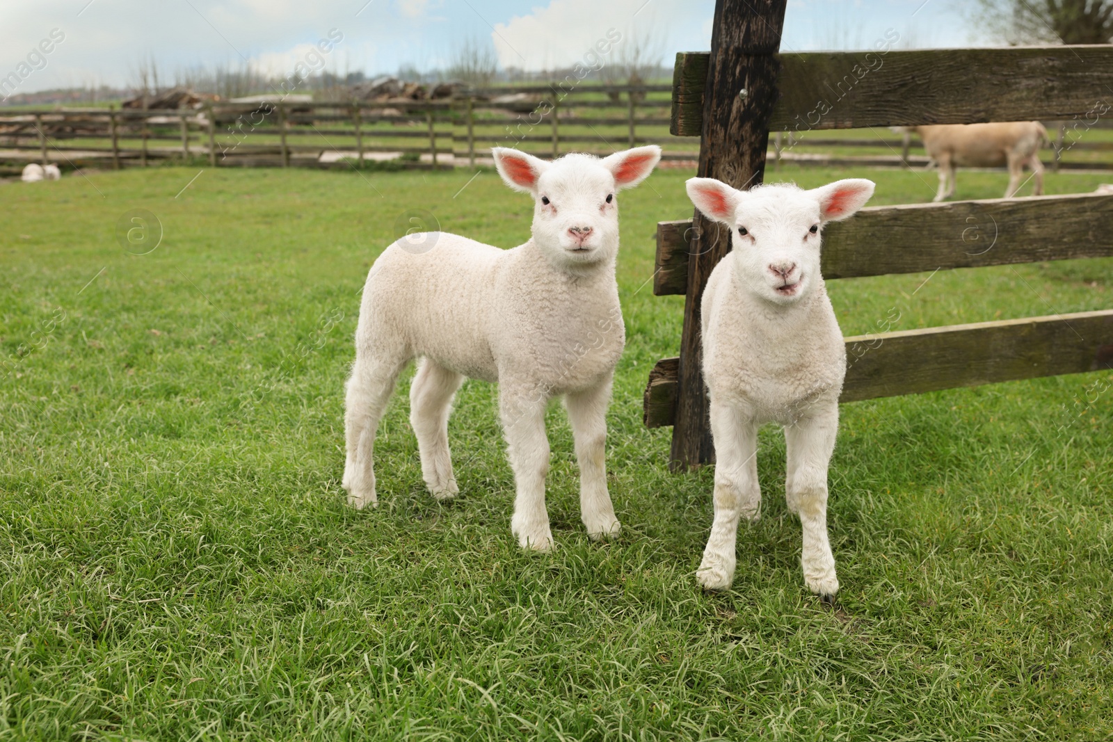 Photo of Cute lambs near wooden fence on green field