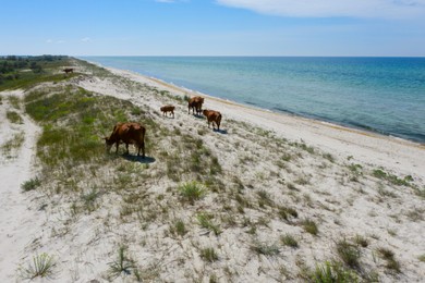 Beautiful brown cows grazing on sandy sea shore