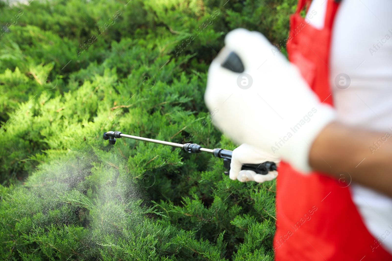 Photo of Worker spraying pesticide onto green bush outdoors, closeup. Pest control