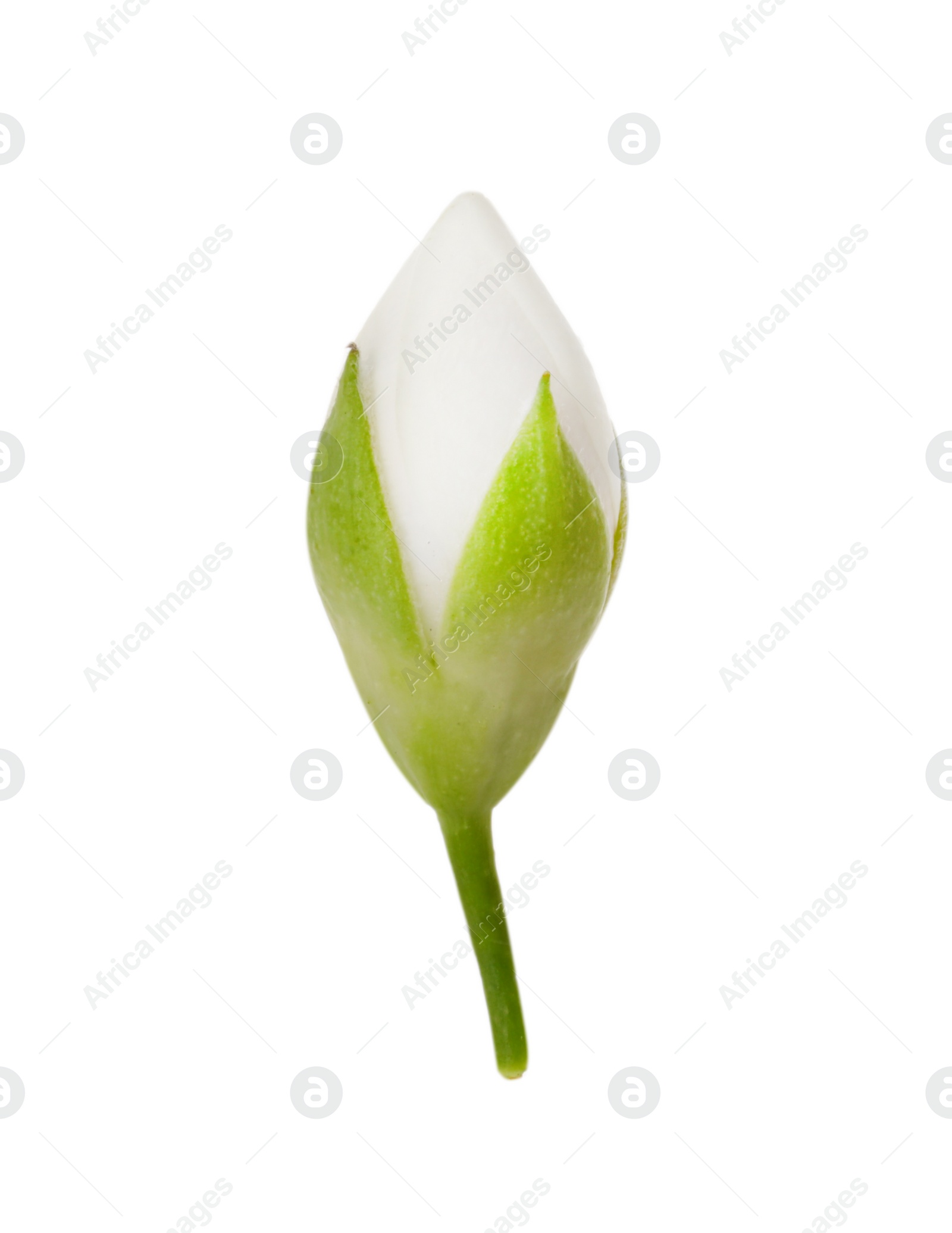 Photo of One fresh jasmine bud isolated on white