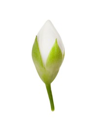 Photo of One fresh jasmine bud isolated on white