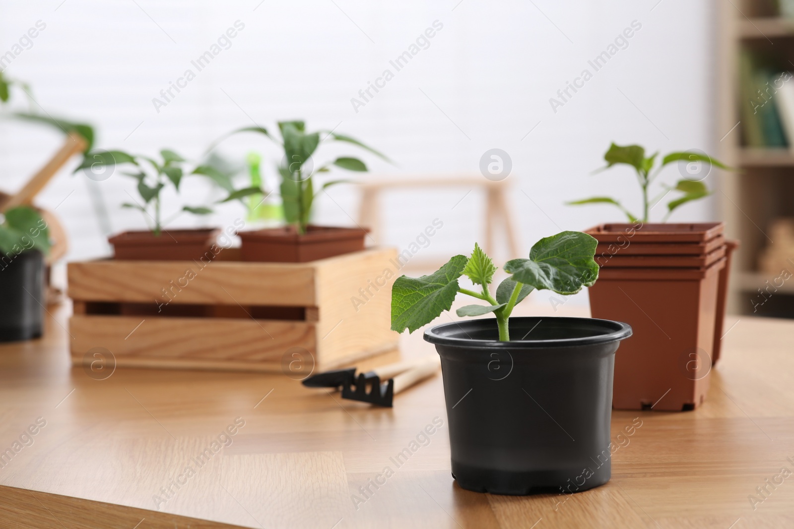Photo of Seedlings growing in pots with soil on wooden table indoors. Space for text