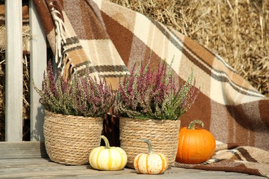 Beautiful composition with heather flowers in pots and pumpkins on wooden bench outdoors