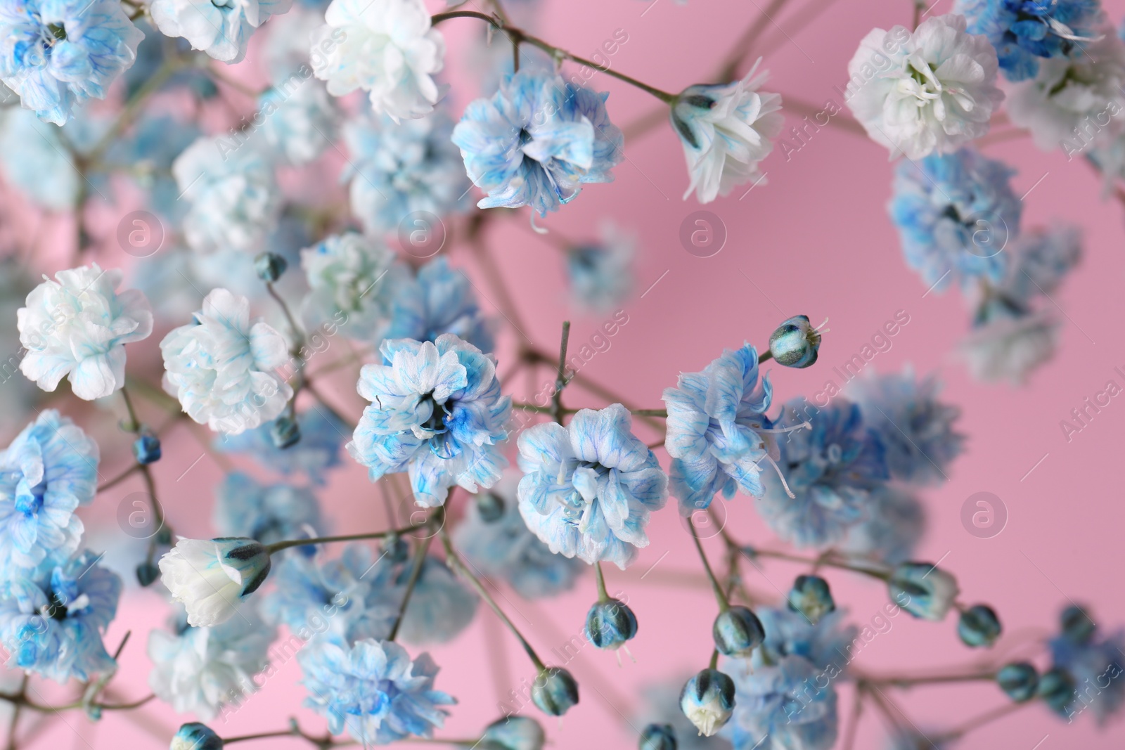 Photo of Beautiful dyed gypsophila flowers on pink background, closeup