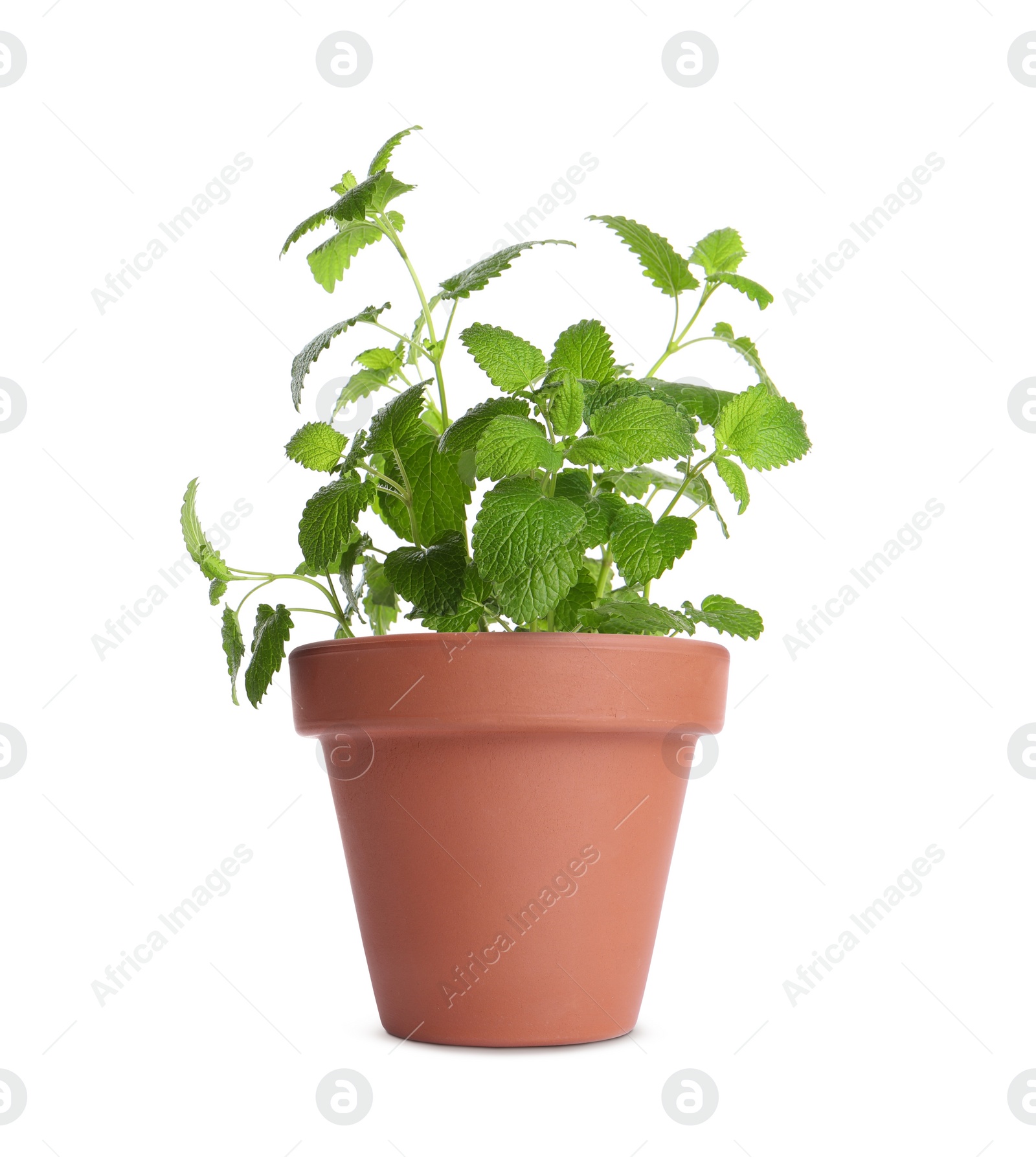 Image of Green lemon balm in clay pot isolated on white