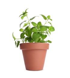 Image of Green lemon balm in clay pot isolated on white