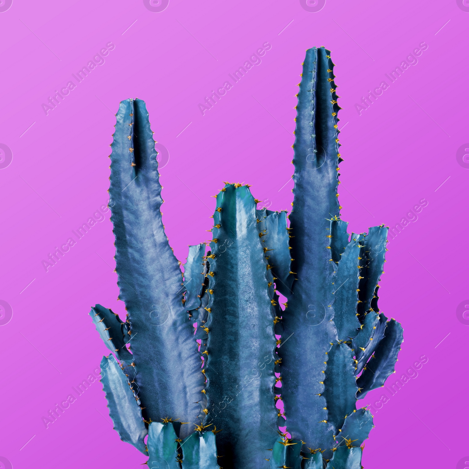 Image of Beautiful cactuses on purple background. Creative design