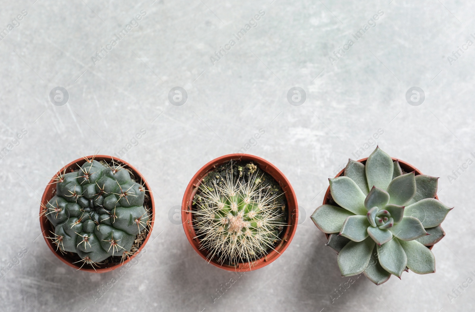 Photo of Flat lay composition with different succulent plants in pots on grey table, space for text. Home decor