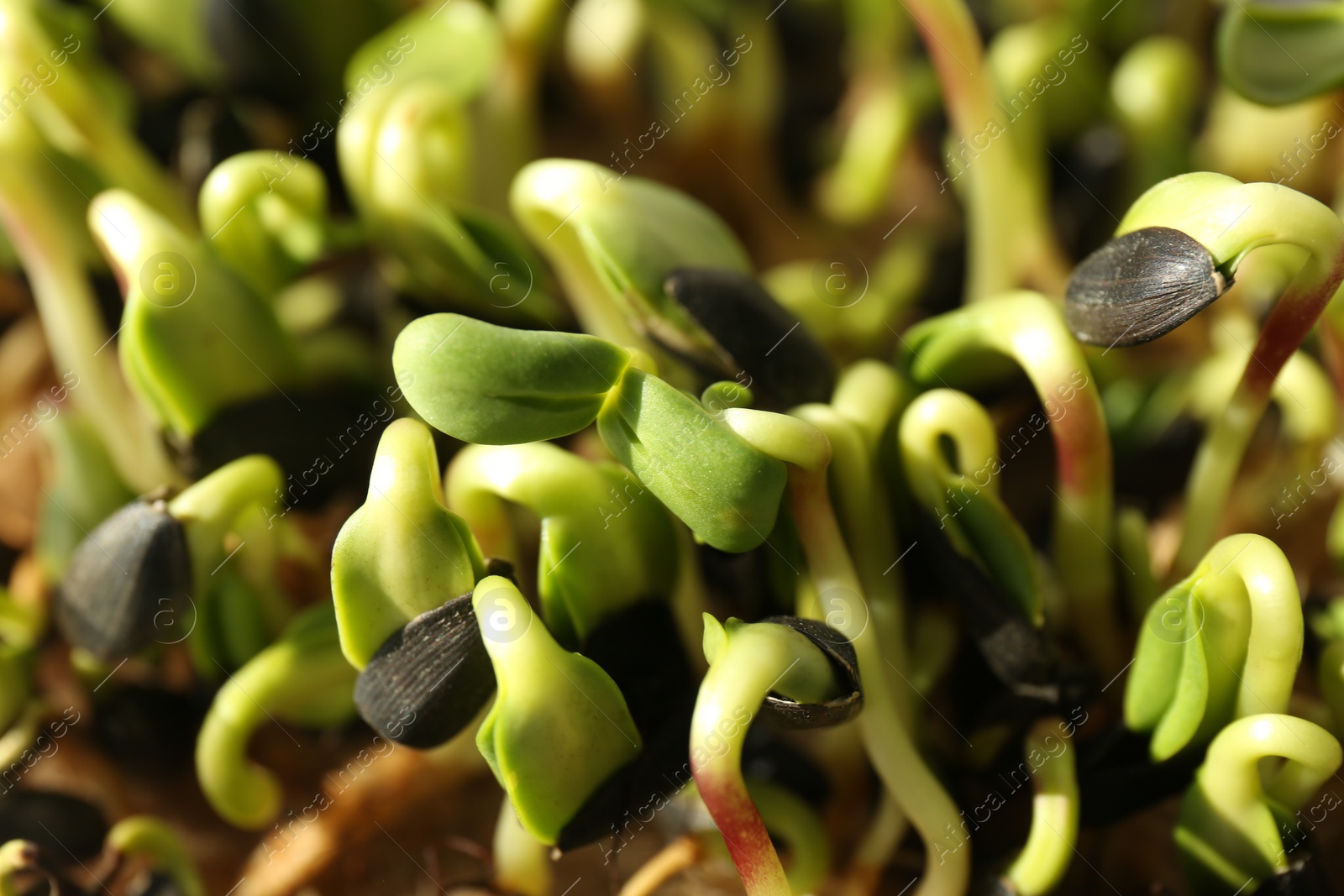 Photo of Growing microgreens. Many sprouted sunflower seeds as background, closeup