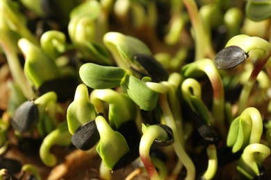 Photo of Growing microgreens. Many sprouted sunflower seeds as background, closeup