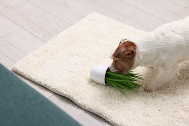 Photo of Cute dog near overturned houseplant on rug indoors. Space for text