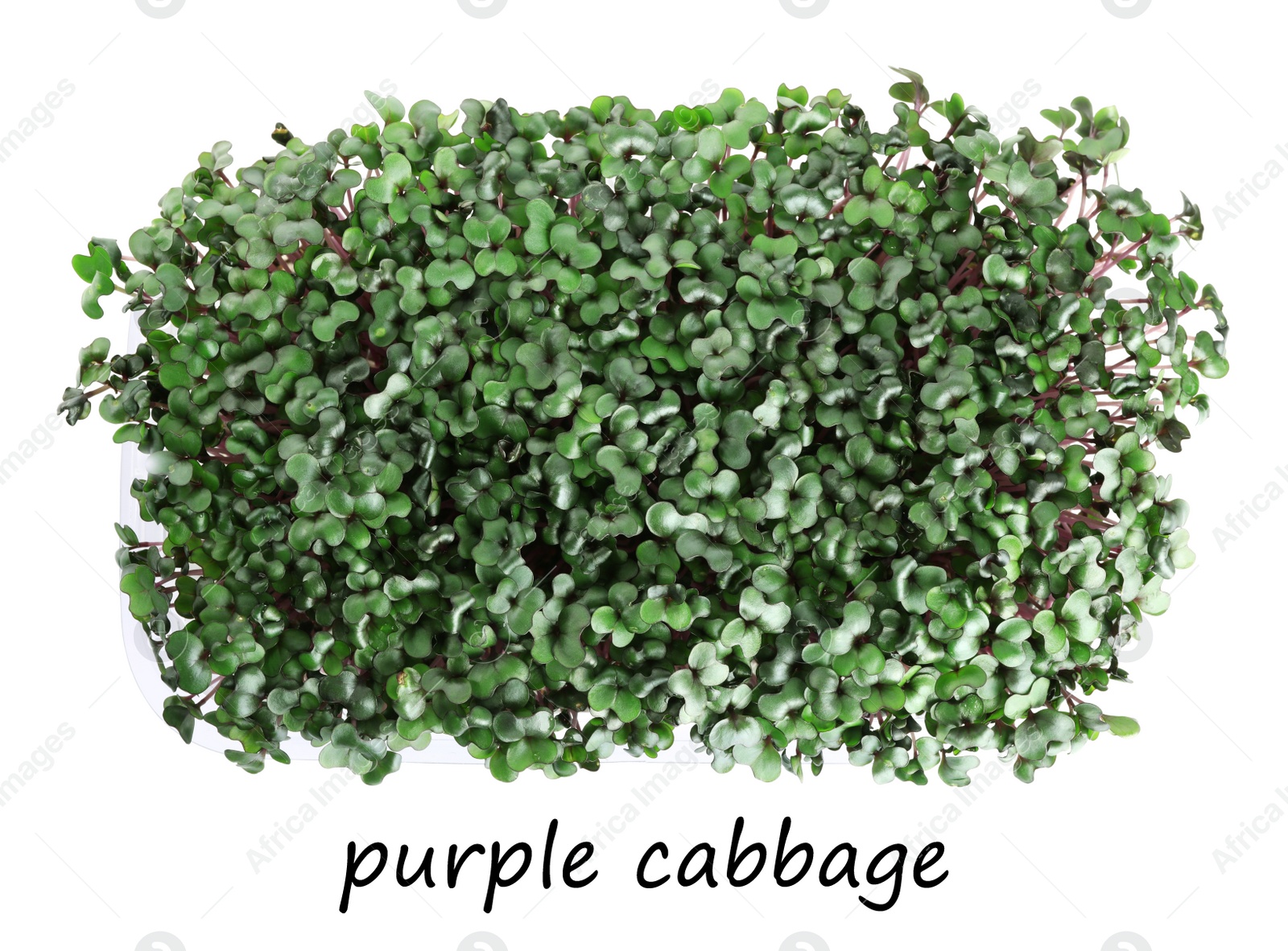 Image of Fresh organic microgreen on white background, top view