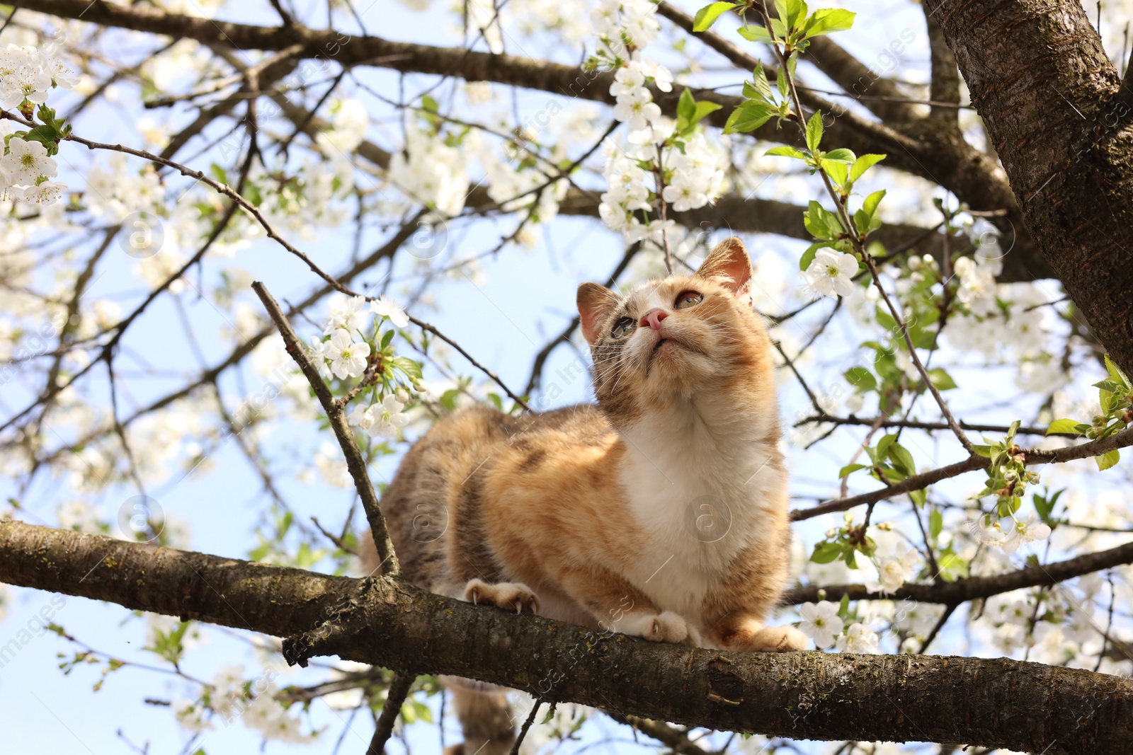 Photo of Cute cat on blossoming spring tree outdoors