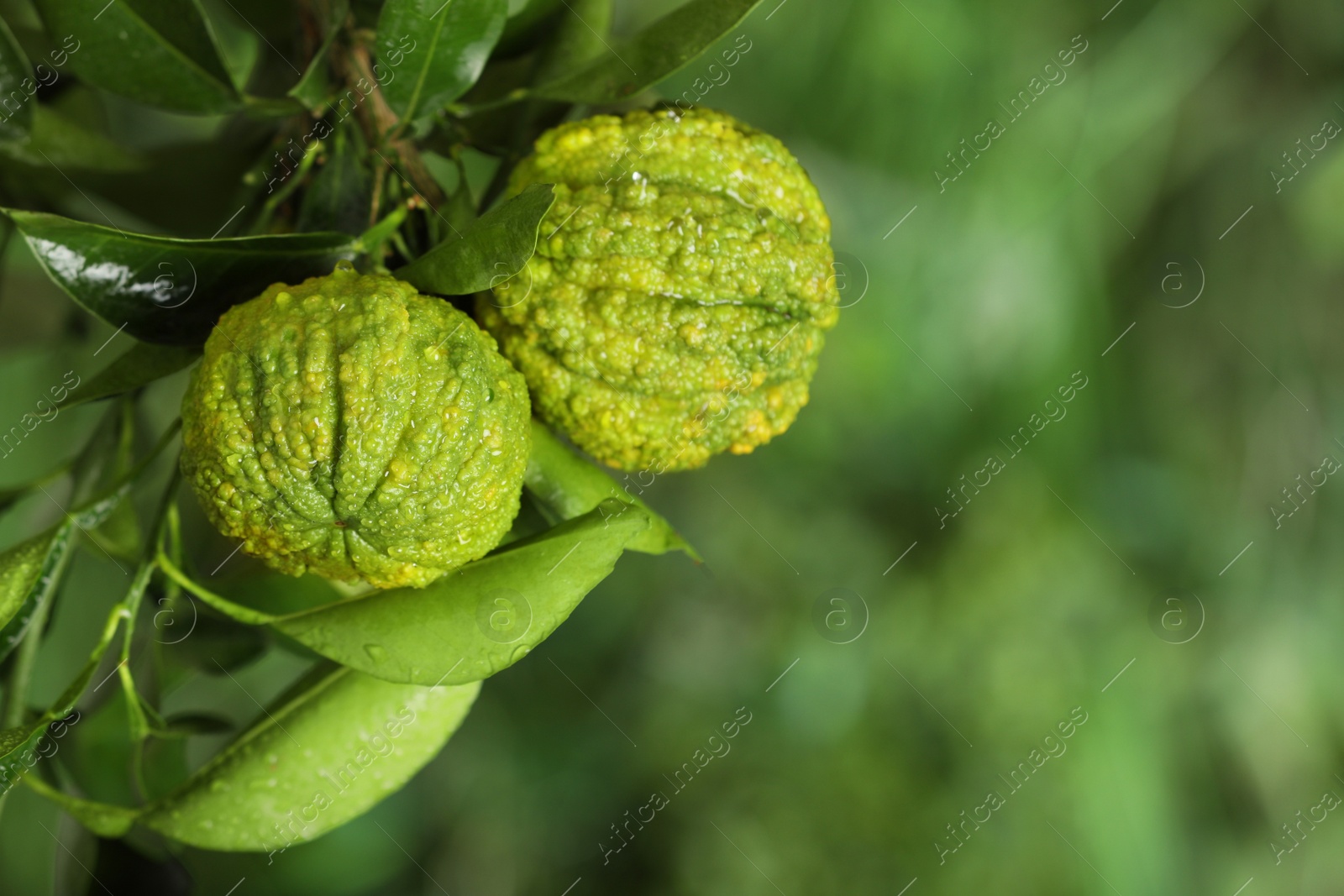 Photo of Closeup view of bergamot tree with fruits outdoors