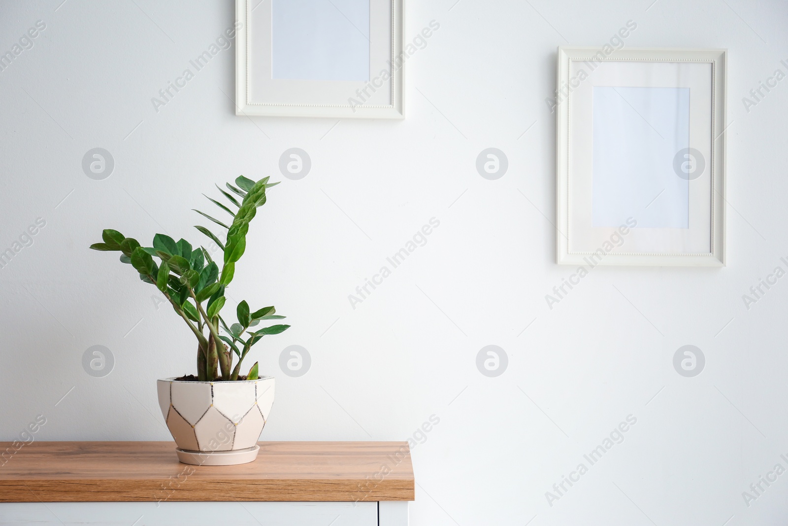 Photo of Tropical plant on table against light wall