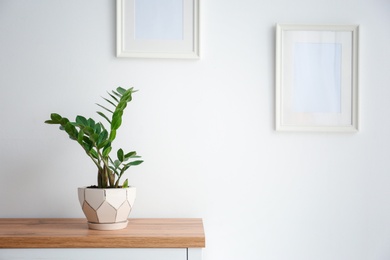 Tropical plant on table against light wall